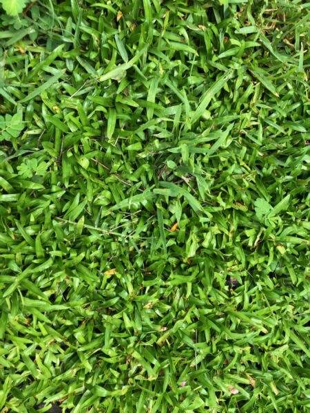Doveweed